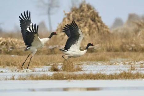Bhutan Birding Tour
